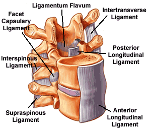 15_dp_ligaments.png