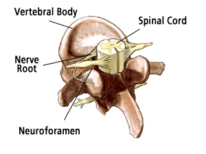 spinal_cord_vertebrae_cross_section_illus012.gif