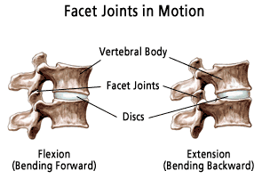 facet_joints_lateral_illus019.png