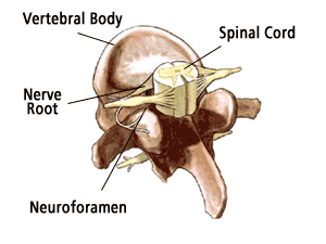 spinal_cord_vertebrae_cross_section_illus012.png